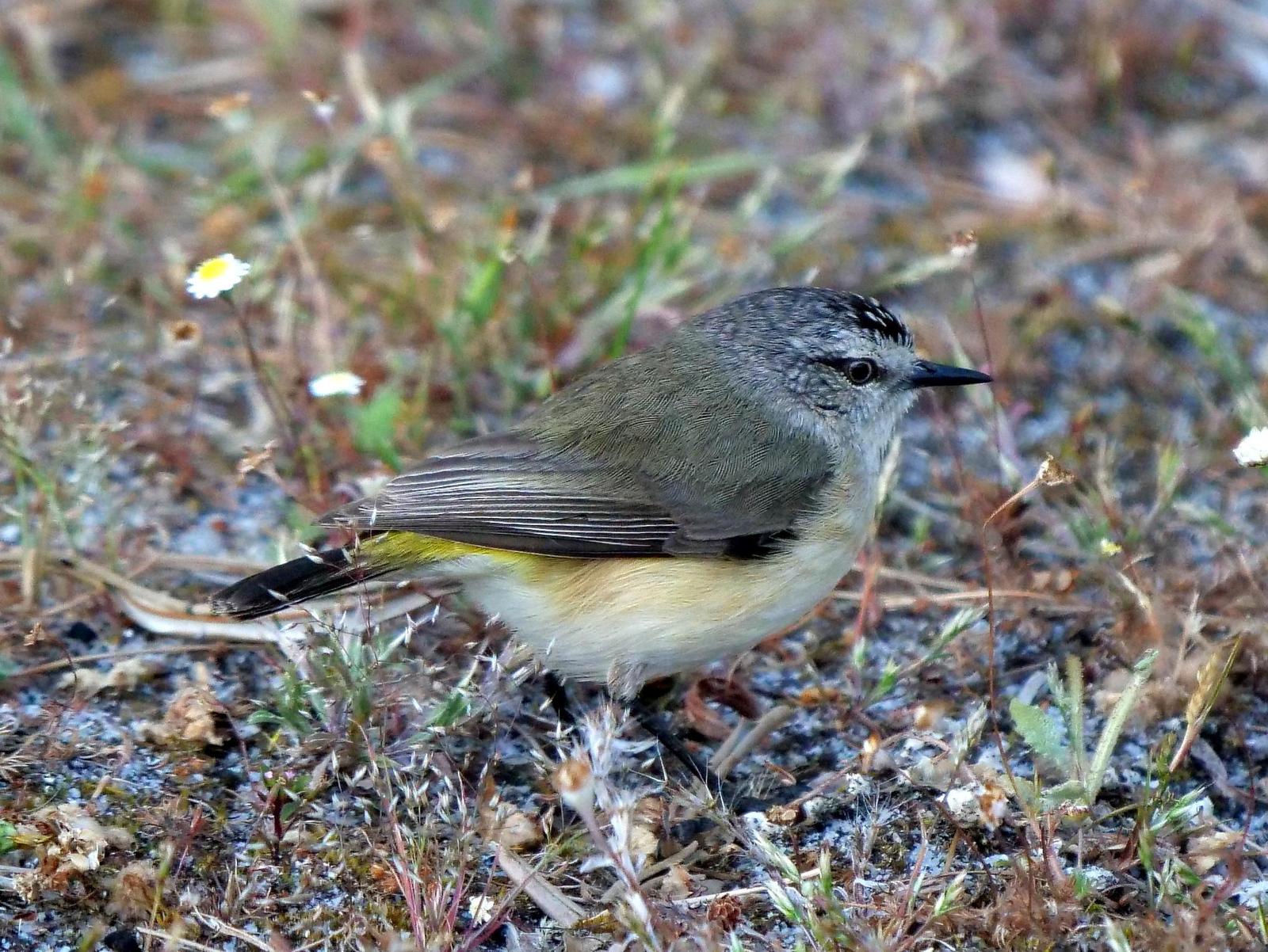 Yellow-rumped Thornbill Photo by Peter Lowe