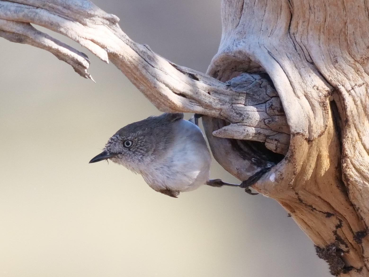 Chestnut-rumped Thornbill Photo by Peter Lowe