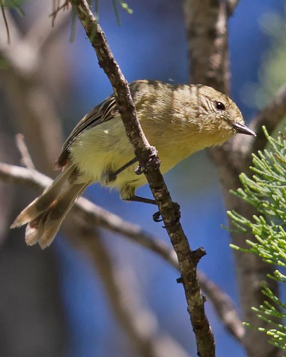 Yellow Thornbill Photo by Mat Gilfedder