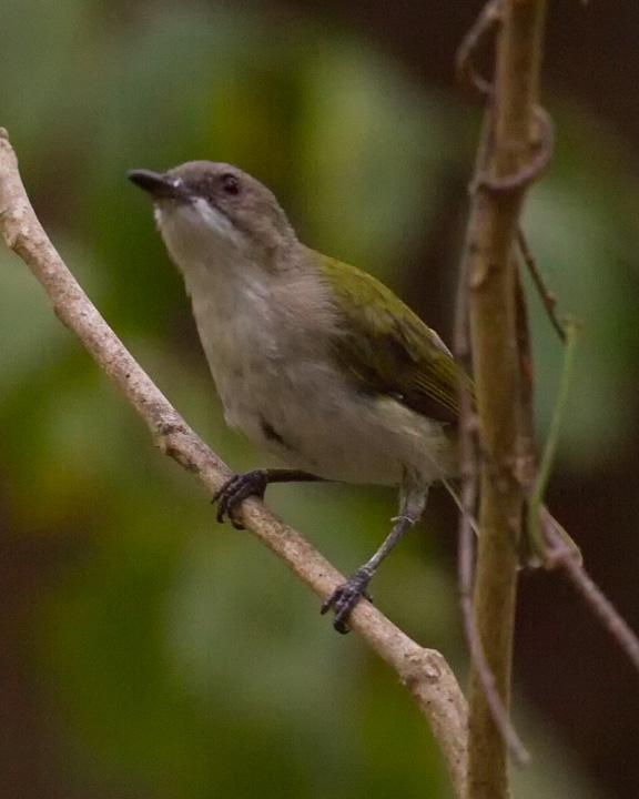 Green-backed Gerygone Photo by Mat Gilfedder