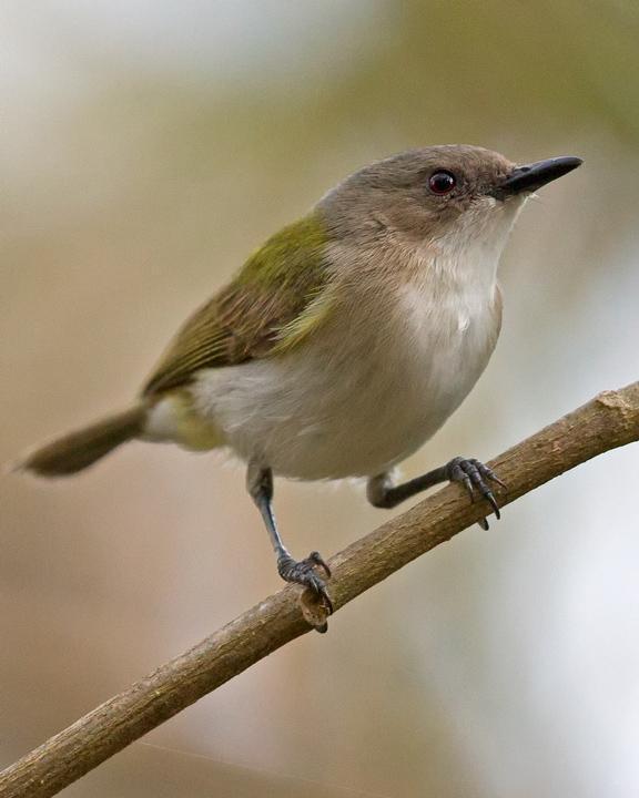 Green-backed Gerygone Photo by Mat Gilfedder