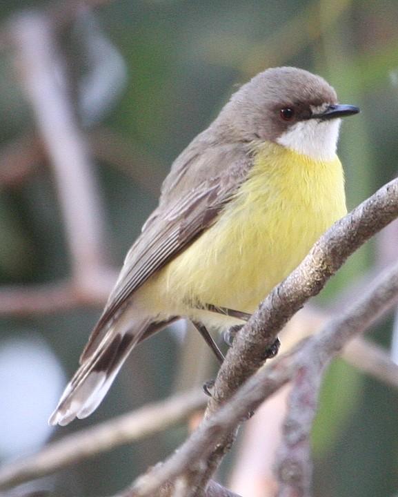 White-throated Gerygone Photo by Mat Gilfedder