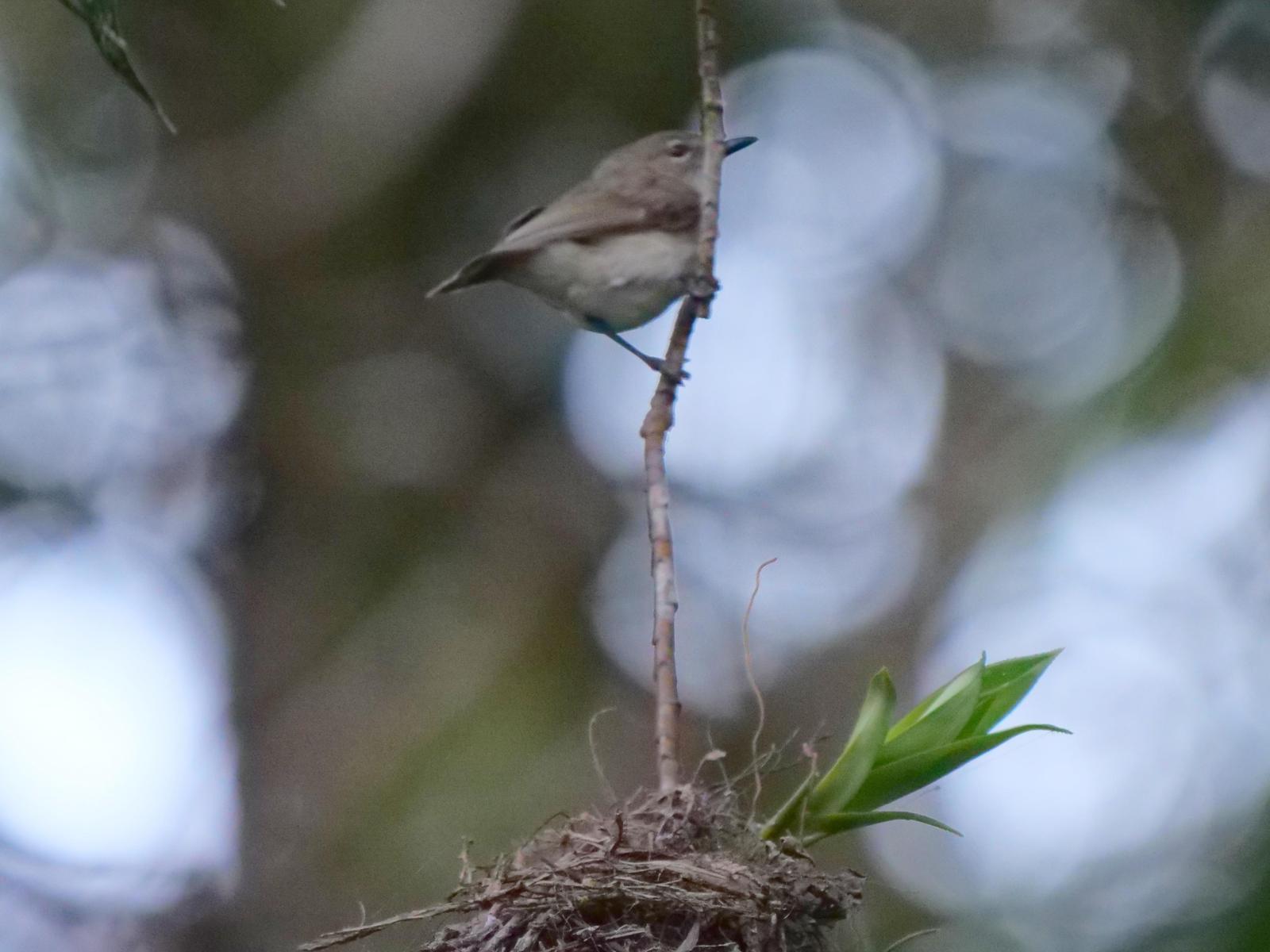 Large-billed Gerygone Photo by Peter Lowe