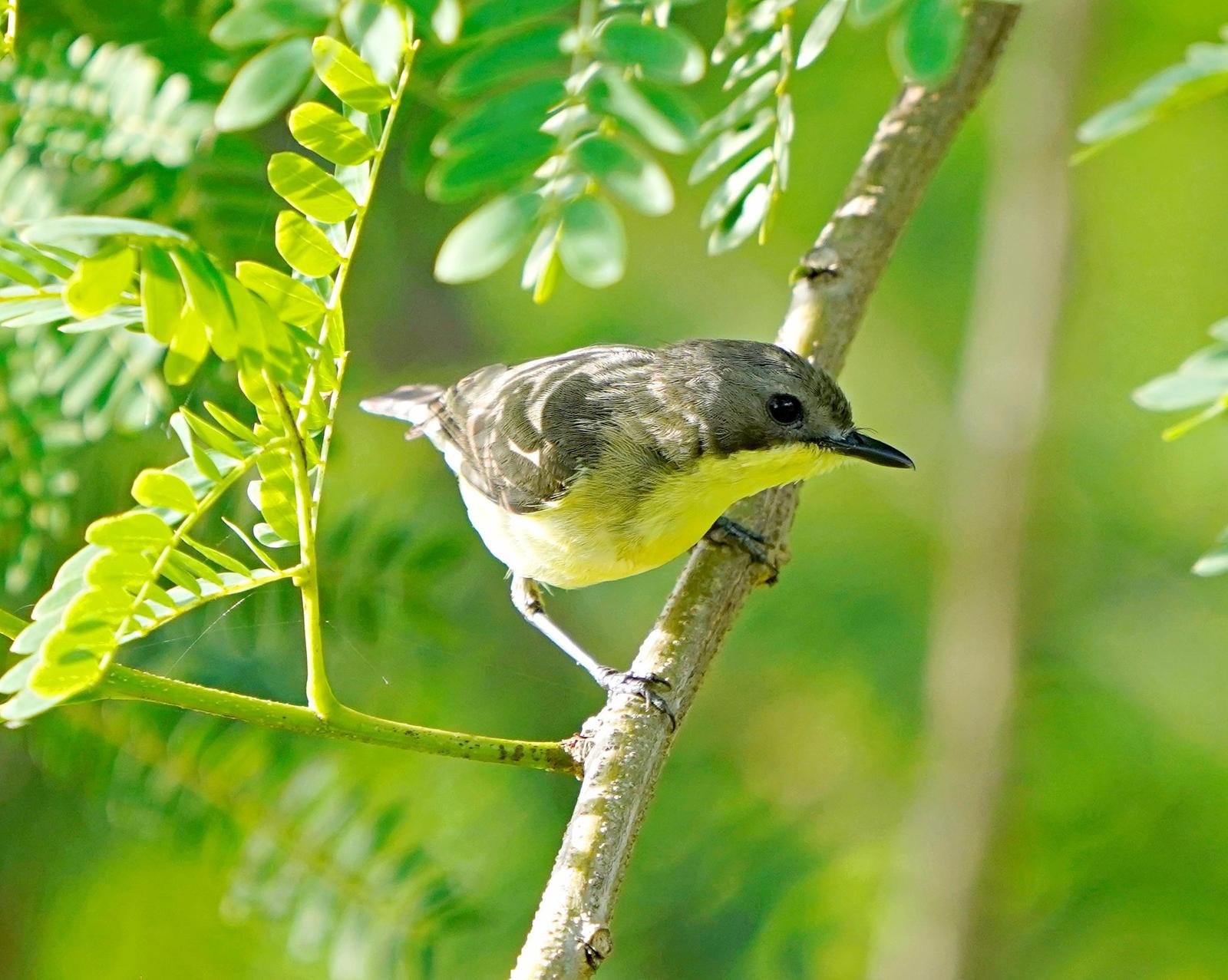 Golden-bellied Gerygone Photo by Steven Cheong