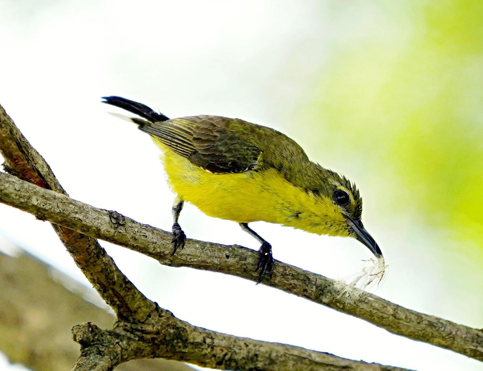 Golden-bellied Gerygone Photo by Steven Cheong