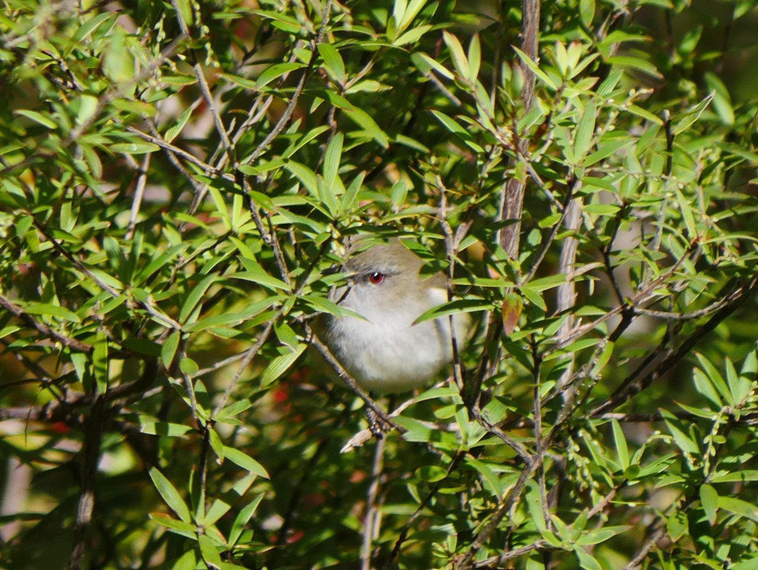 Gray Gerygone Photo by Peter Lowe