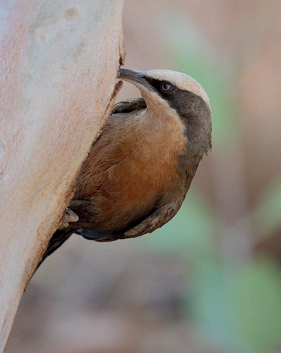 Gray-crowned Babbler Photo by Mat Gilfedder