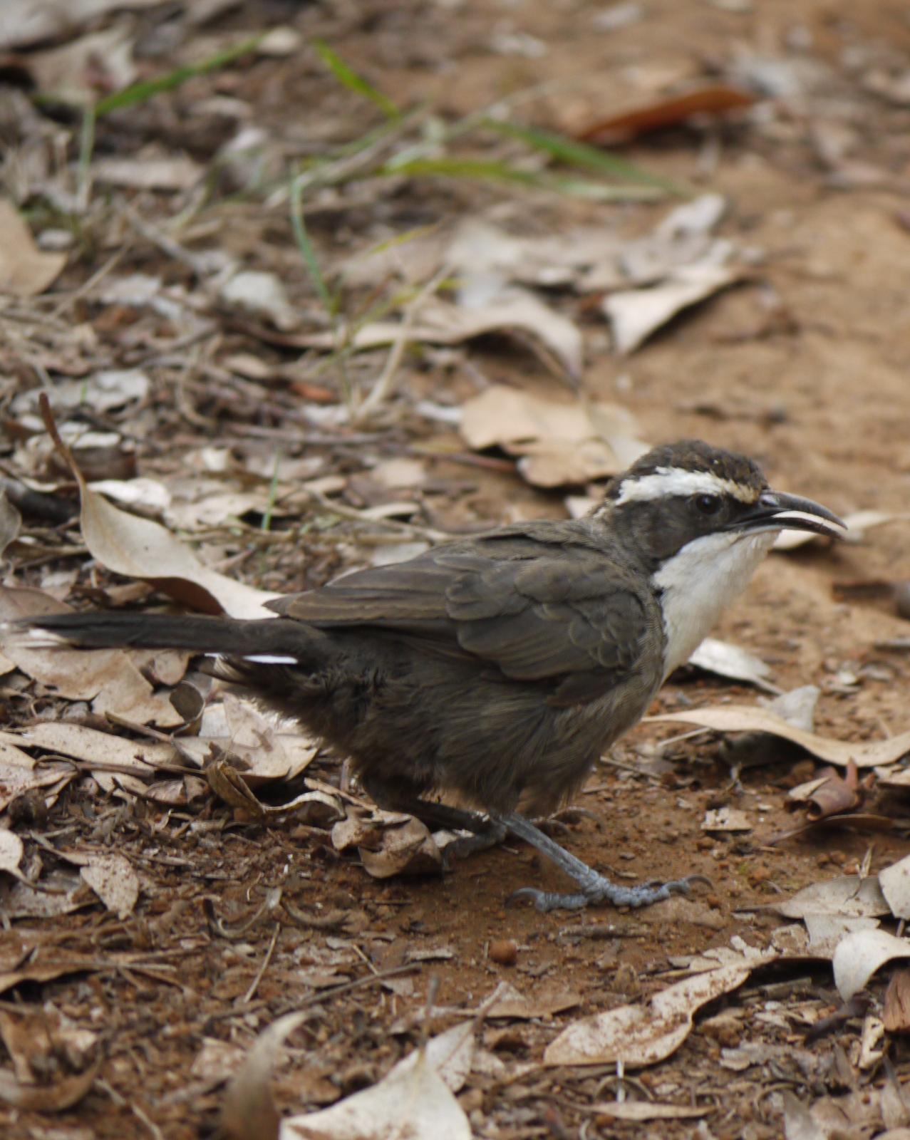 White-browed Babbler Photo by Peter Lowe
