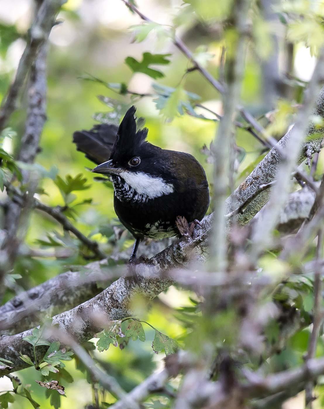 Eastern Whipbird Photo by Roger Williams