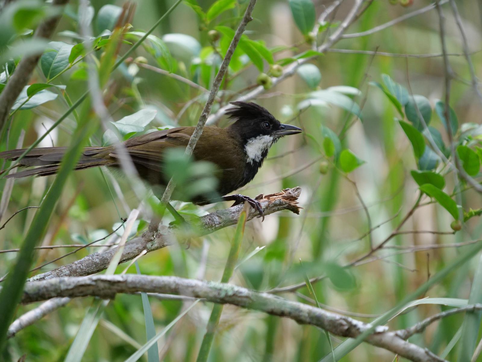 Eastern Whipbird Photo by Peter Lowe