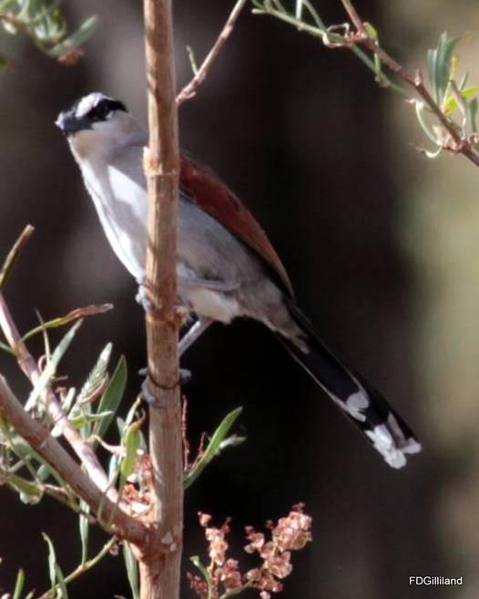 Black-crowned Tchagra Photo by Frank Gilliland