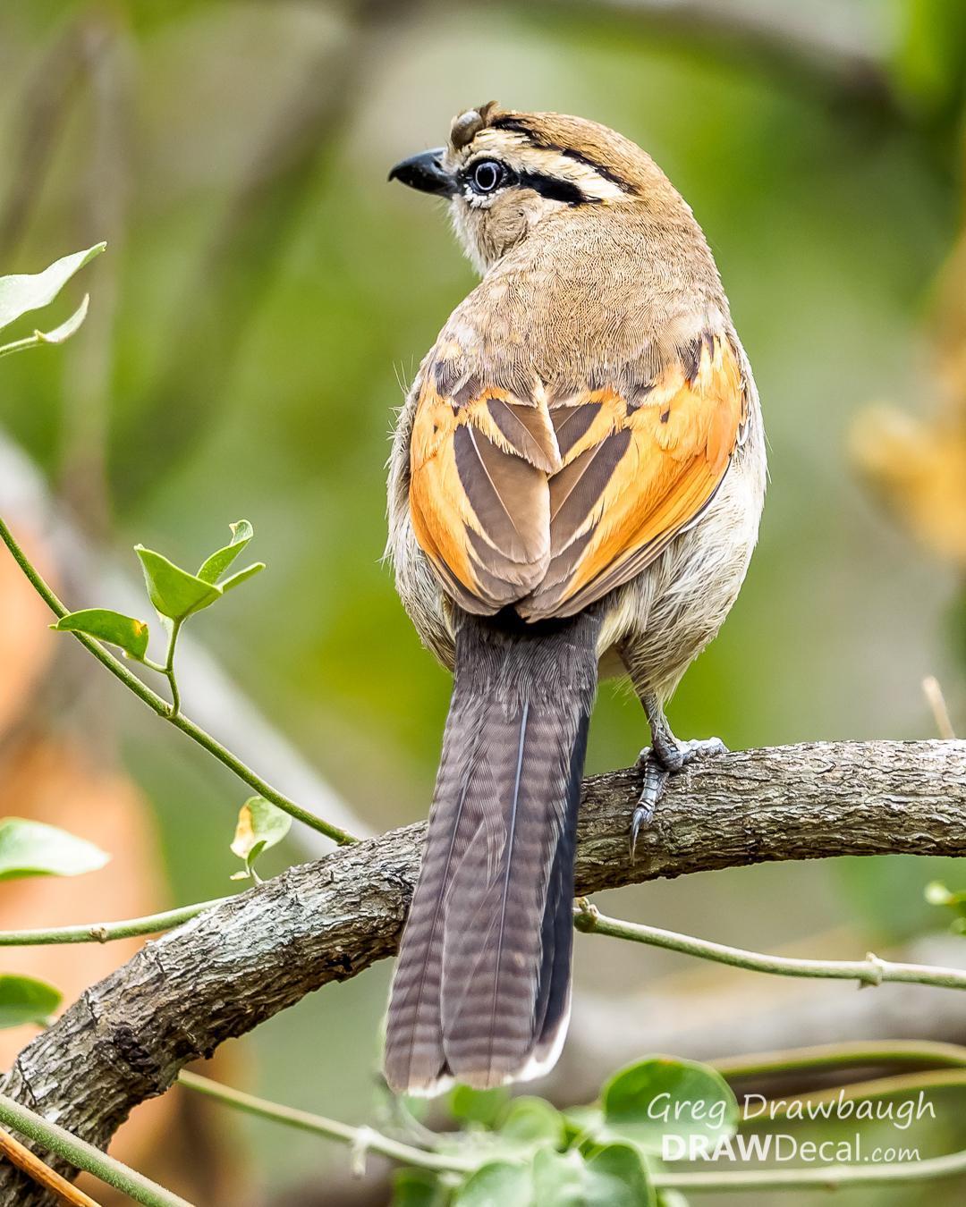 Brown-crowned Tchagra Photo by Greg Drawbaugh