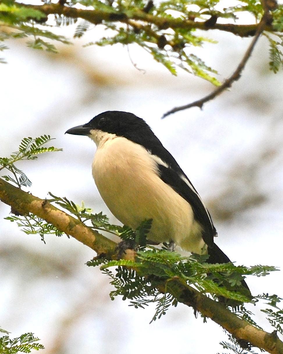 Tropical Boubou Photo by Gerald Friesen