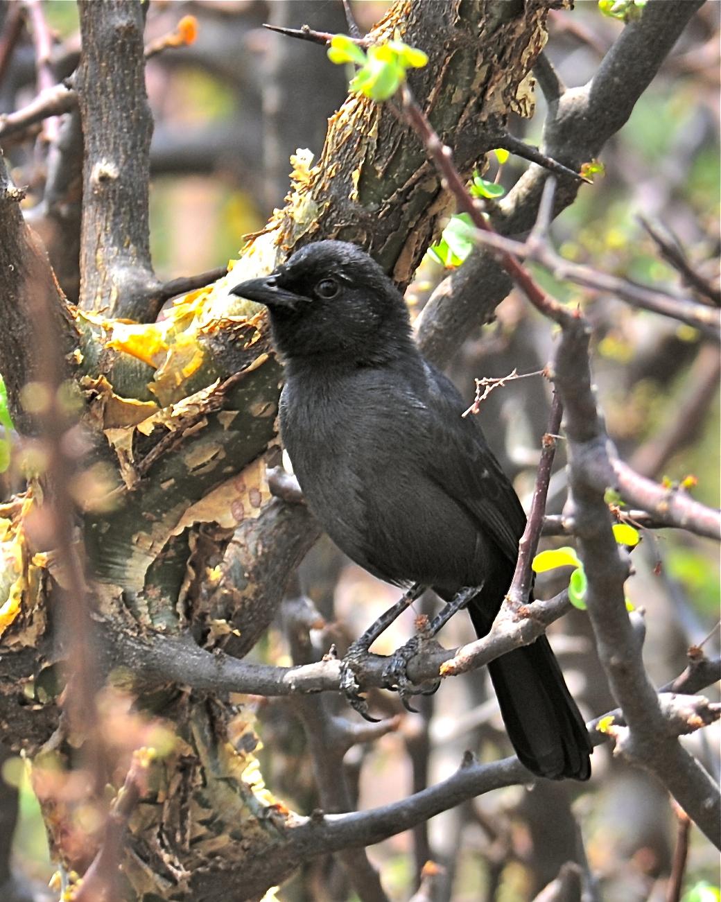Slate-colored Boubou Photo by Gerald Friesen