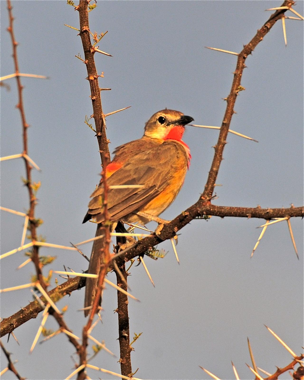 Rosy-patched Bushshrike Photo by Gerald Friesen