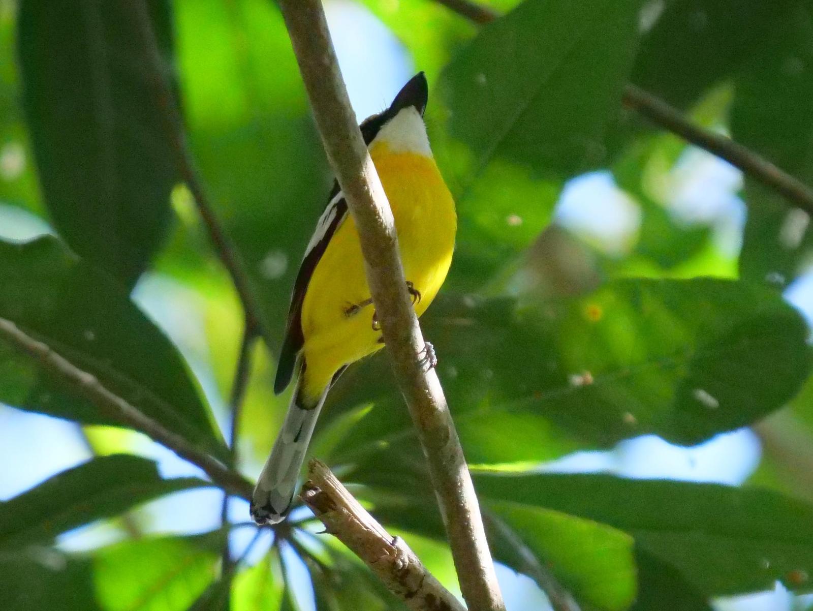 Yellow-breasted Boatbill Photo by Peter Lowe