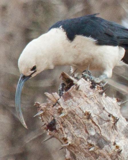 Sickle-billed Vanga Photo by Sue Wright