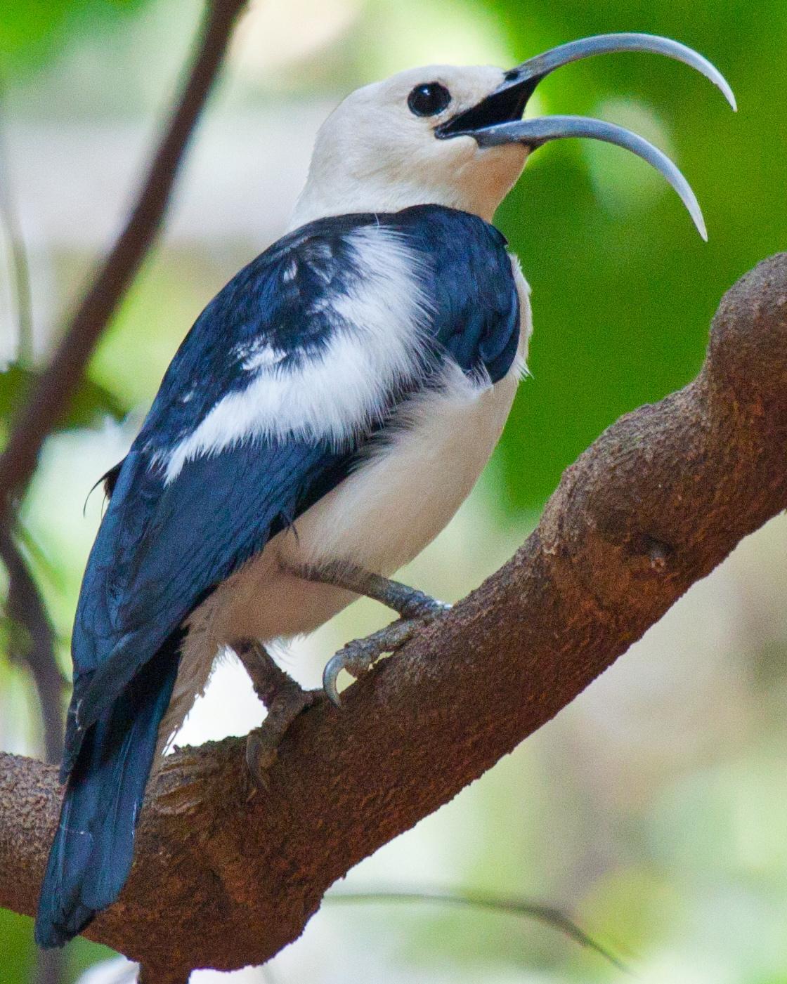 Sickle-billed Vanga Photo by Sue Wright