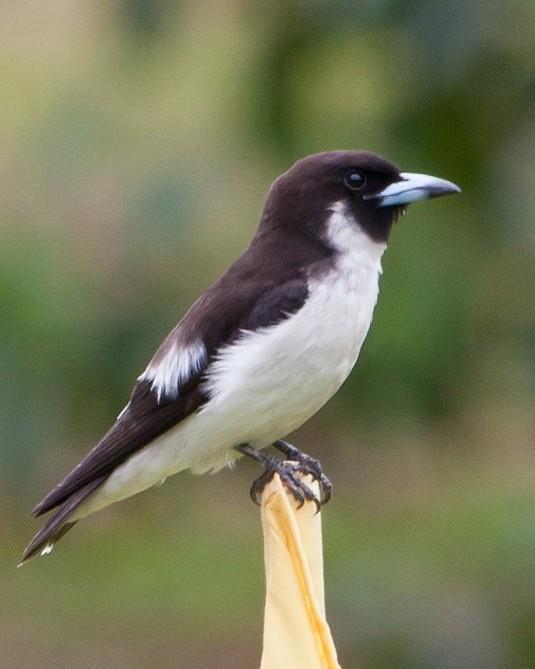 Fiji Woodswallow Photo by Mat Gilfedder
