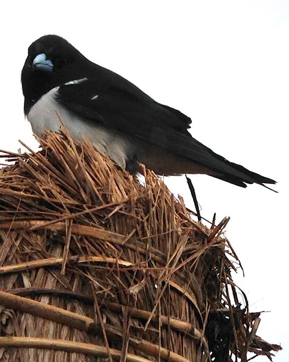 Great Woodswallow Photo by Lizabeth Southworth