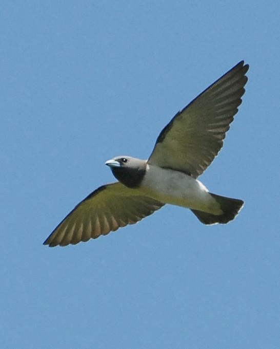 White-breasted Woodswallow Photo by David Hollie