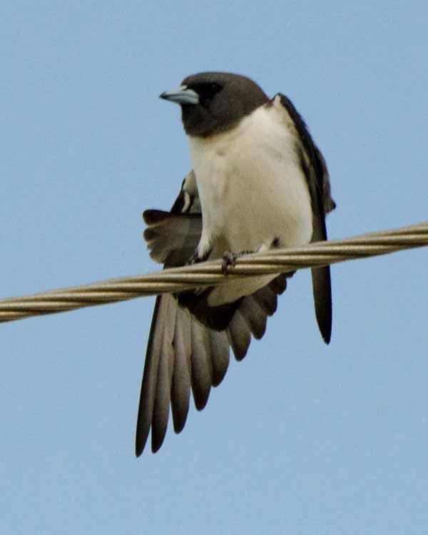 White-breasted Woodswallow Photo by Bob Hasenick