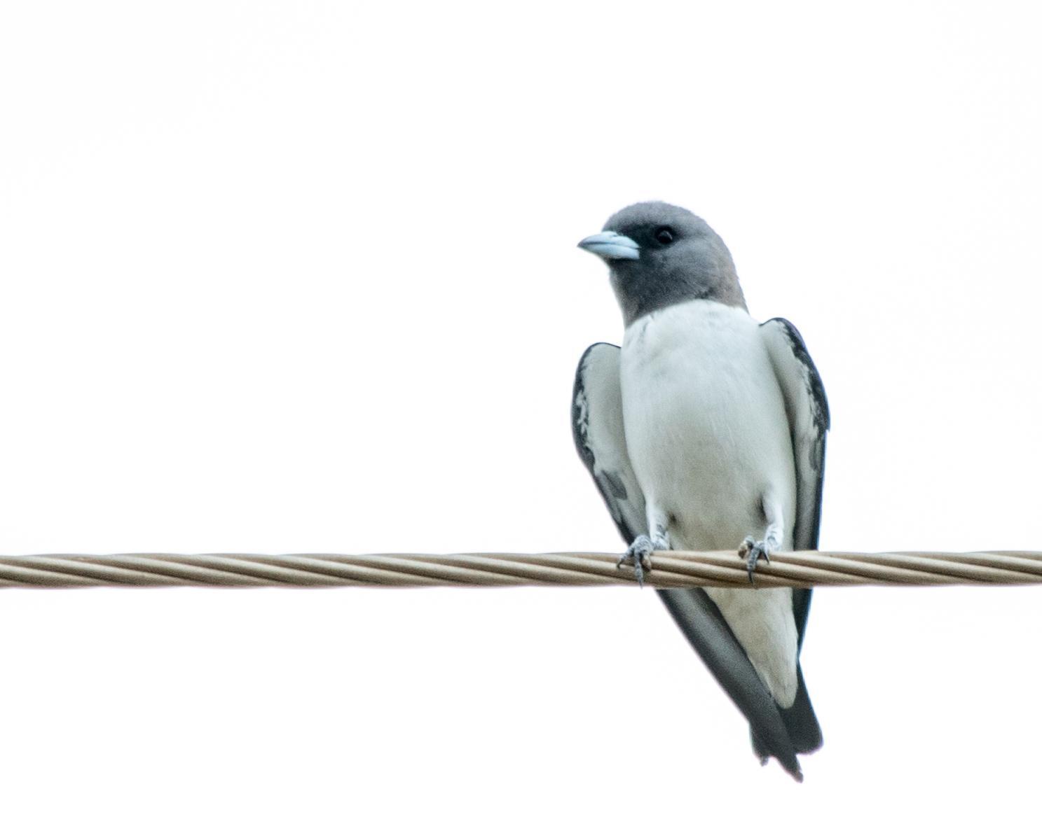 White-breasted Woodswallow Photo by Mark Baldwin