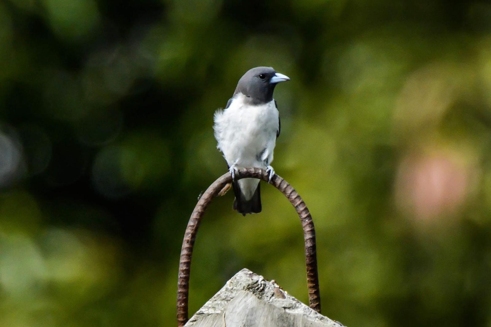 White-breasted Woodswallow Photo by Tyson Kahler