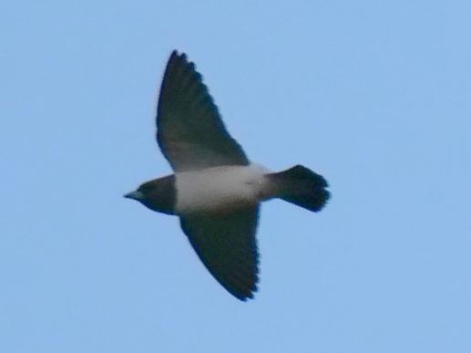 White-breasted Woodswallow Photo by Peter Lowe