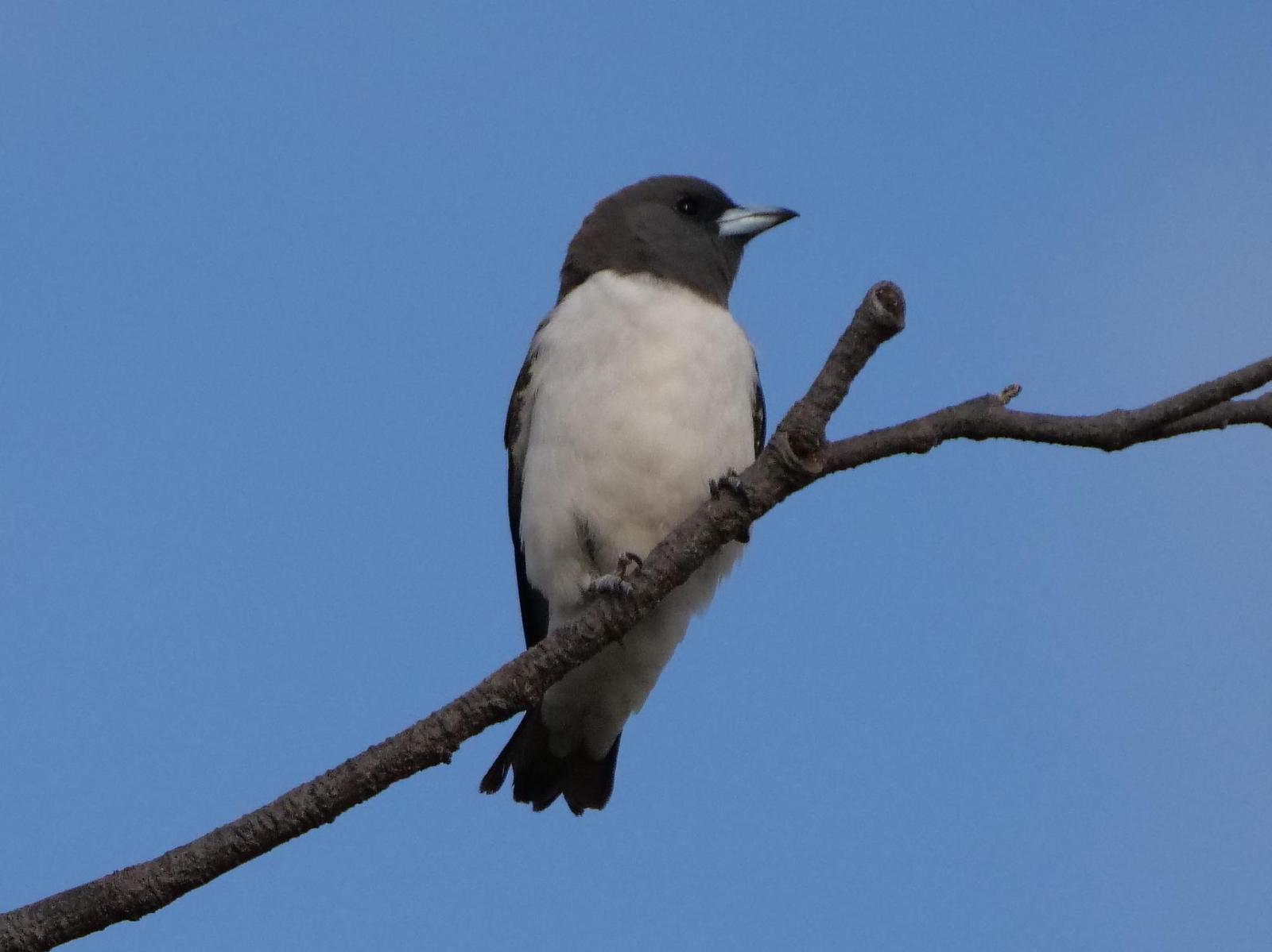 White-breasted Woodswallow Photo by Peter Lowe