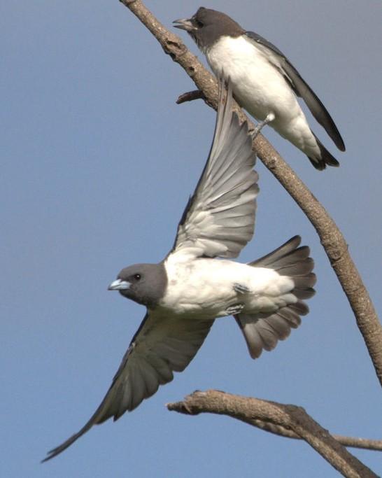 White-breasted Woodswallow Photo by Mat Gilfedder