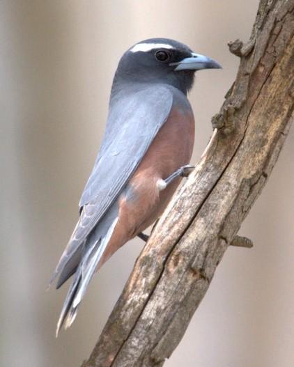 White-browed Woodswallow Photo by Mat Gilfedder