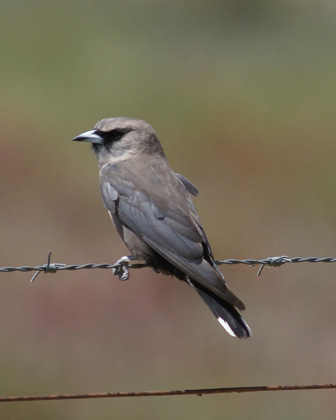Black-faced Woodswallow Photo by Steve Percival