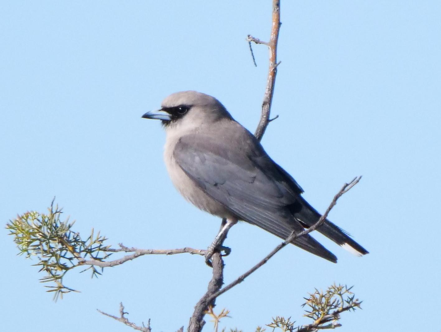 Black-faced Woodswallow Photo by Peter Lowe