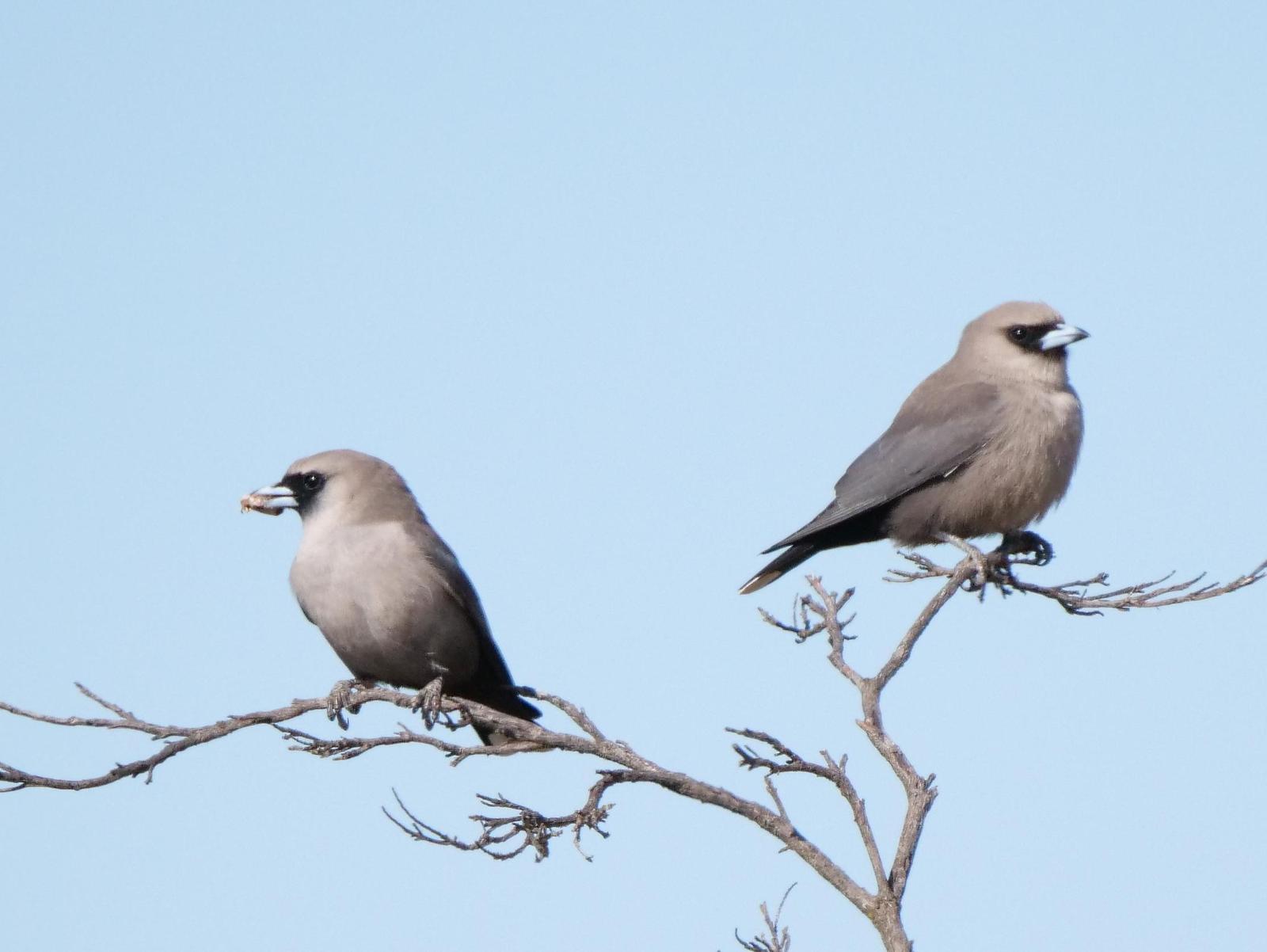 Black-faced Woodswallow Photo by Peter Lowe