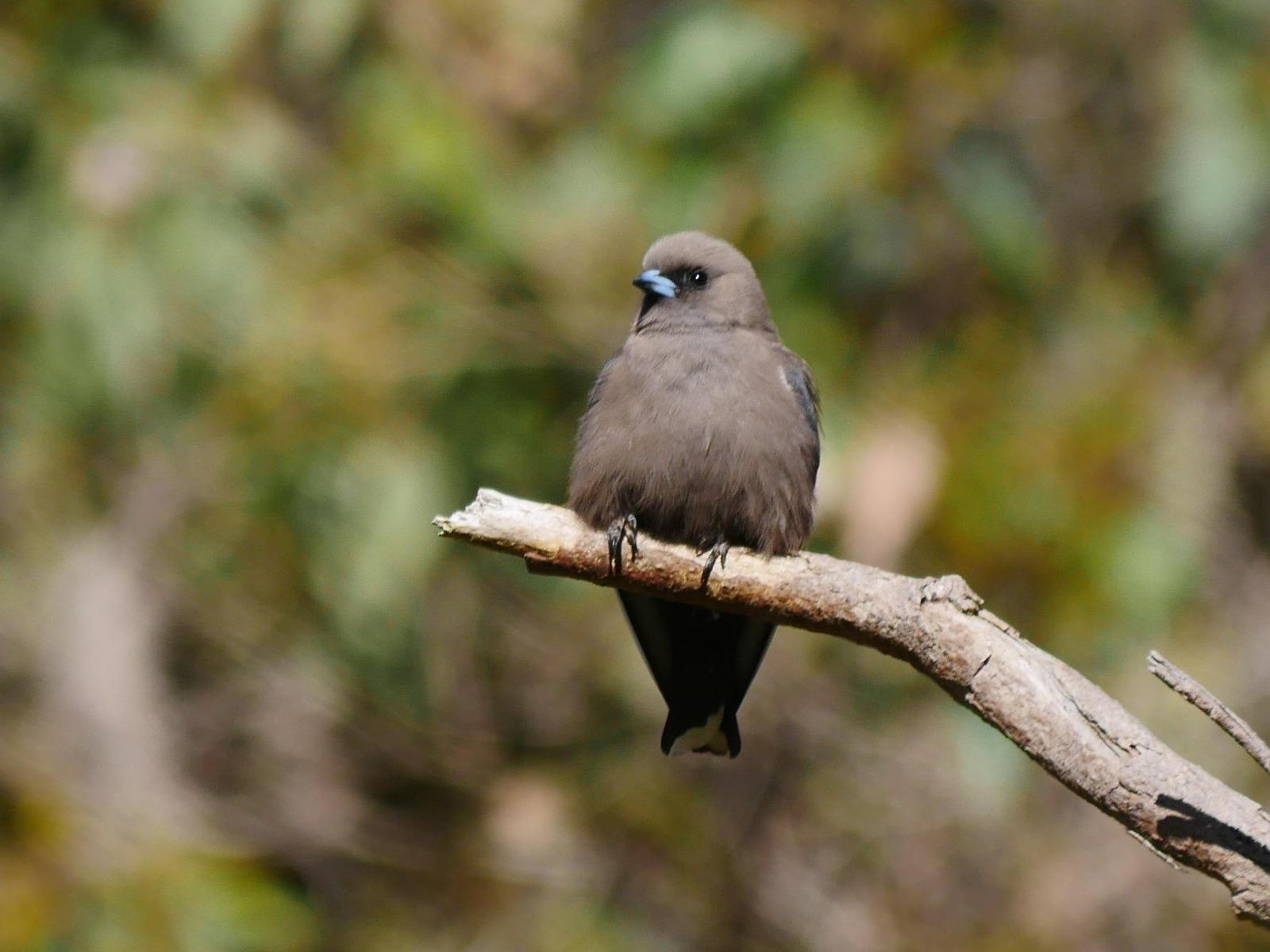 Dusky Woodswallow Photo by Peter Lowe
