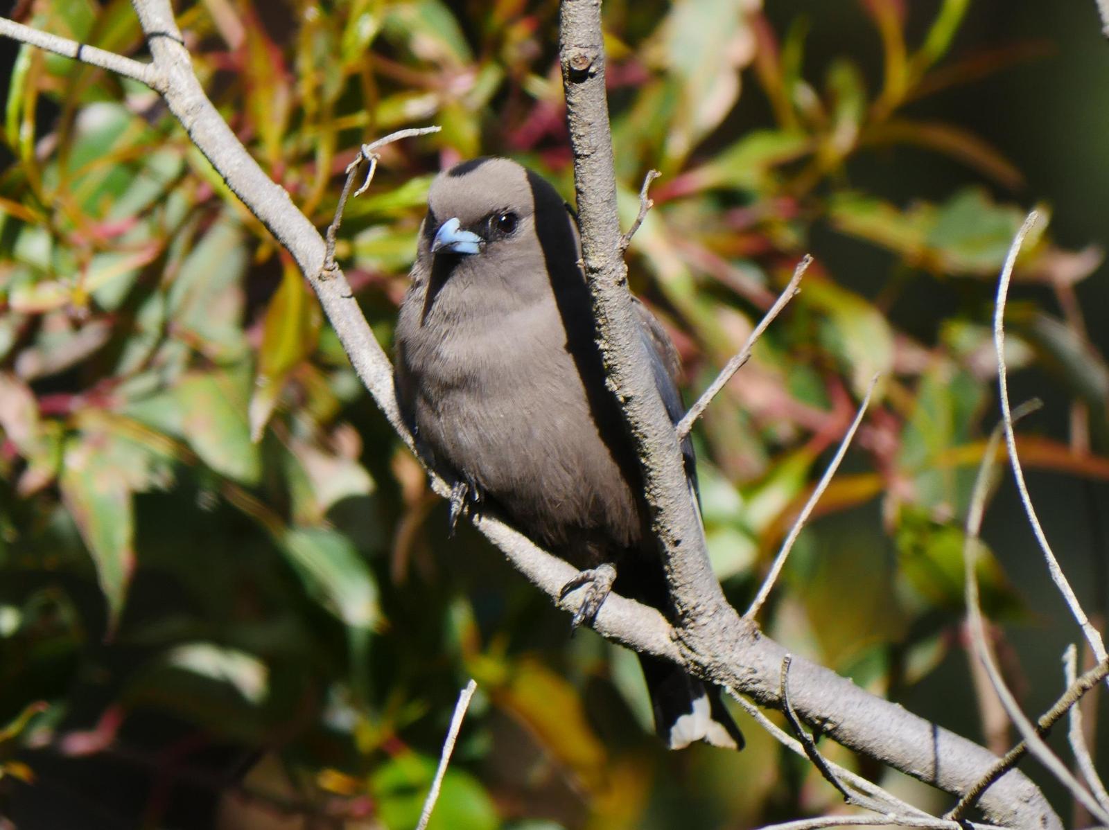 Dusky Woodswallow Photo by Peter Lowe