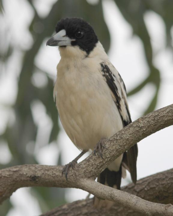Black-backed Butcherbird Photo by Mike Potter