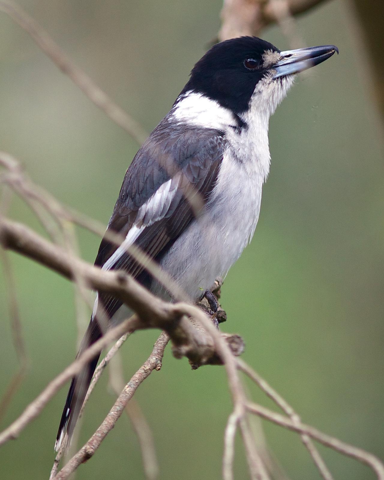 Gray Butcherbird Photo by Luke Shelley