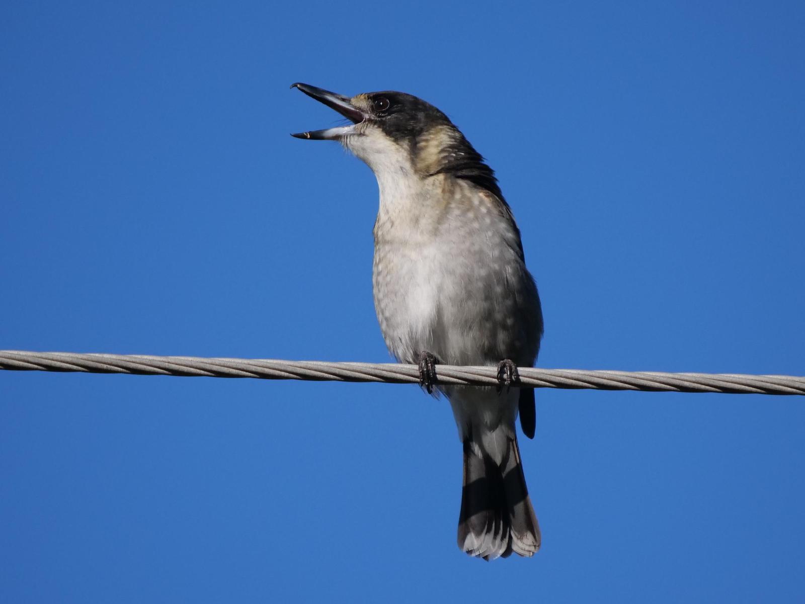 Gray Butcherbird Photo by Peter Lowe