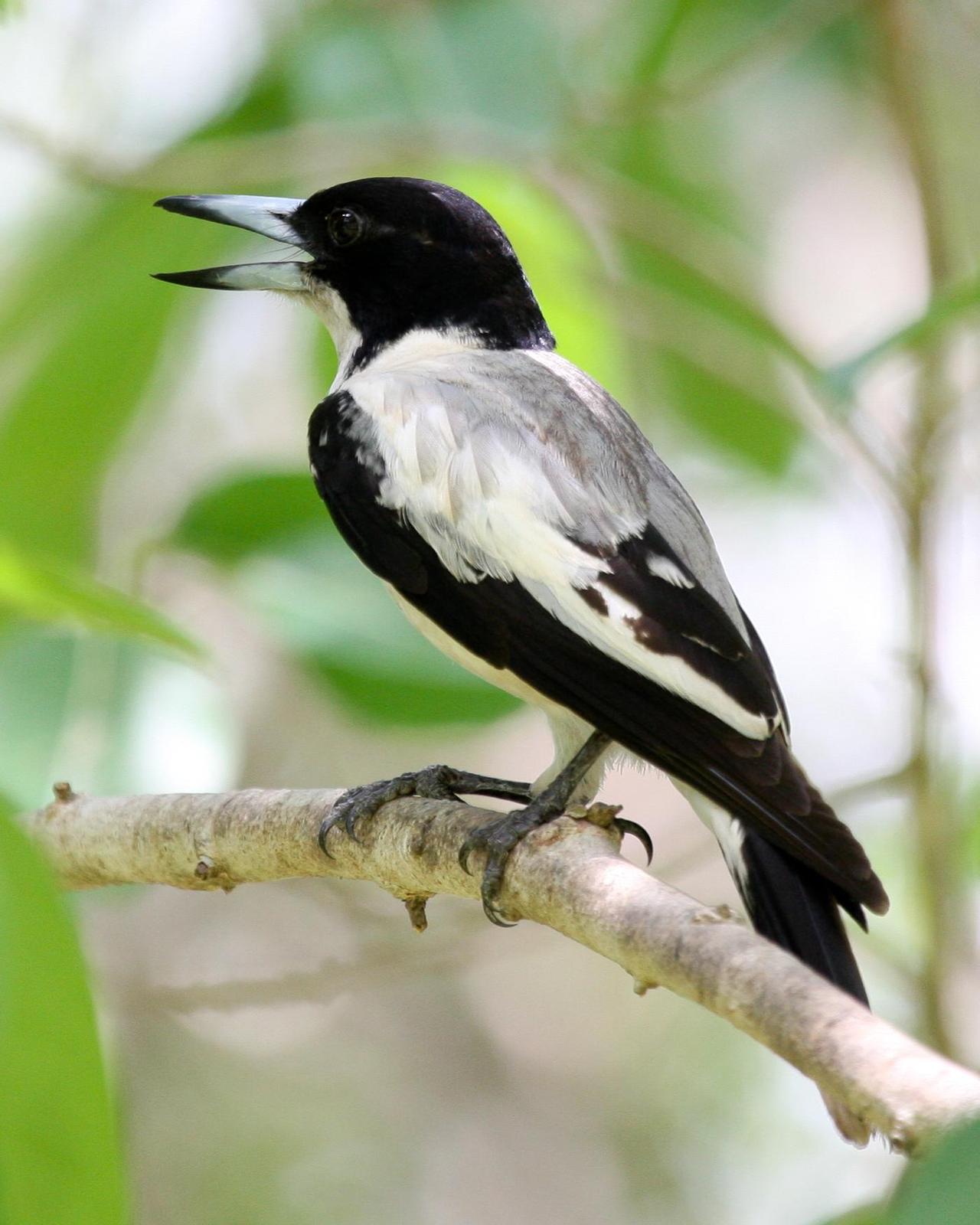 Silver-backed Butcherbird Photo by Robert Lewis