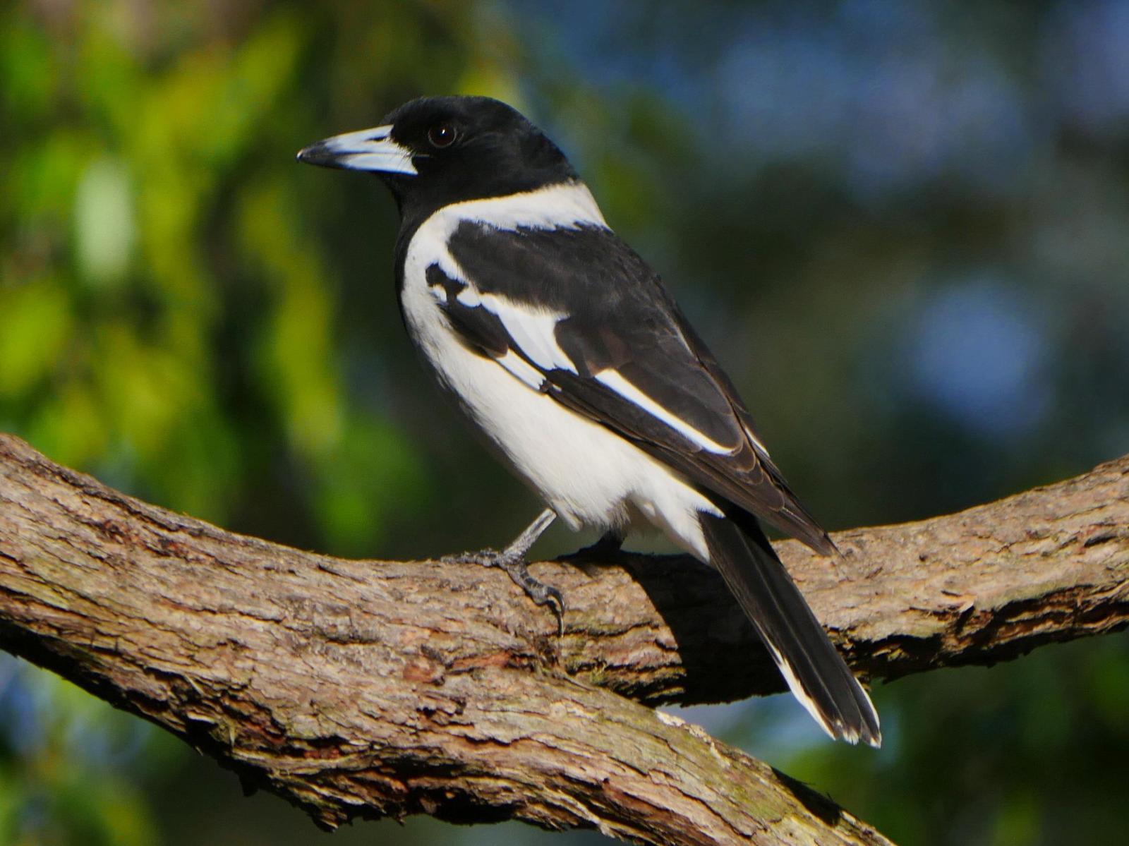 Pied Butcherbird Photo by Peter Lowe