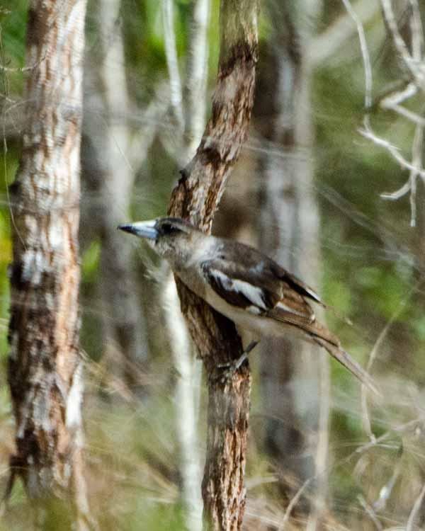 Pied Butcherbird Photo by Bob Hasenick