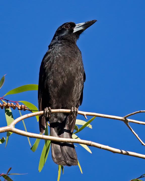 Black Butcherbird Photo by Mat Gilfedder