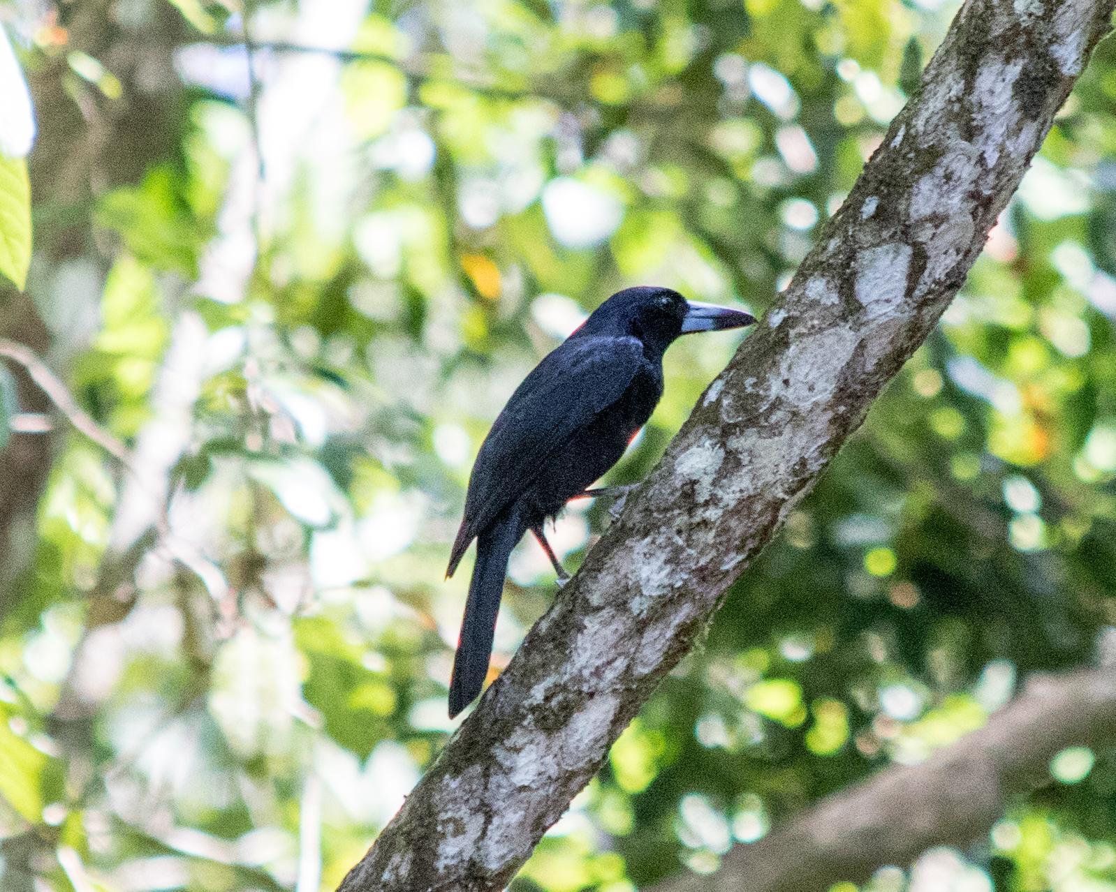 Black Butcherbird Photo by Mark Baldwin