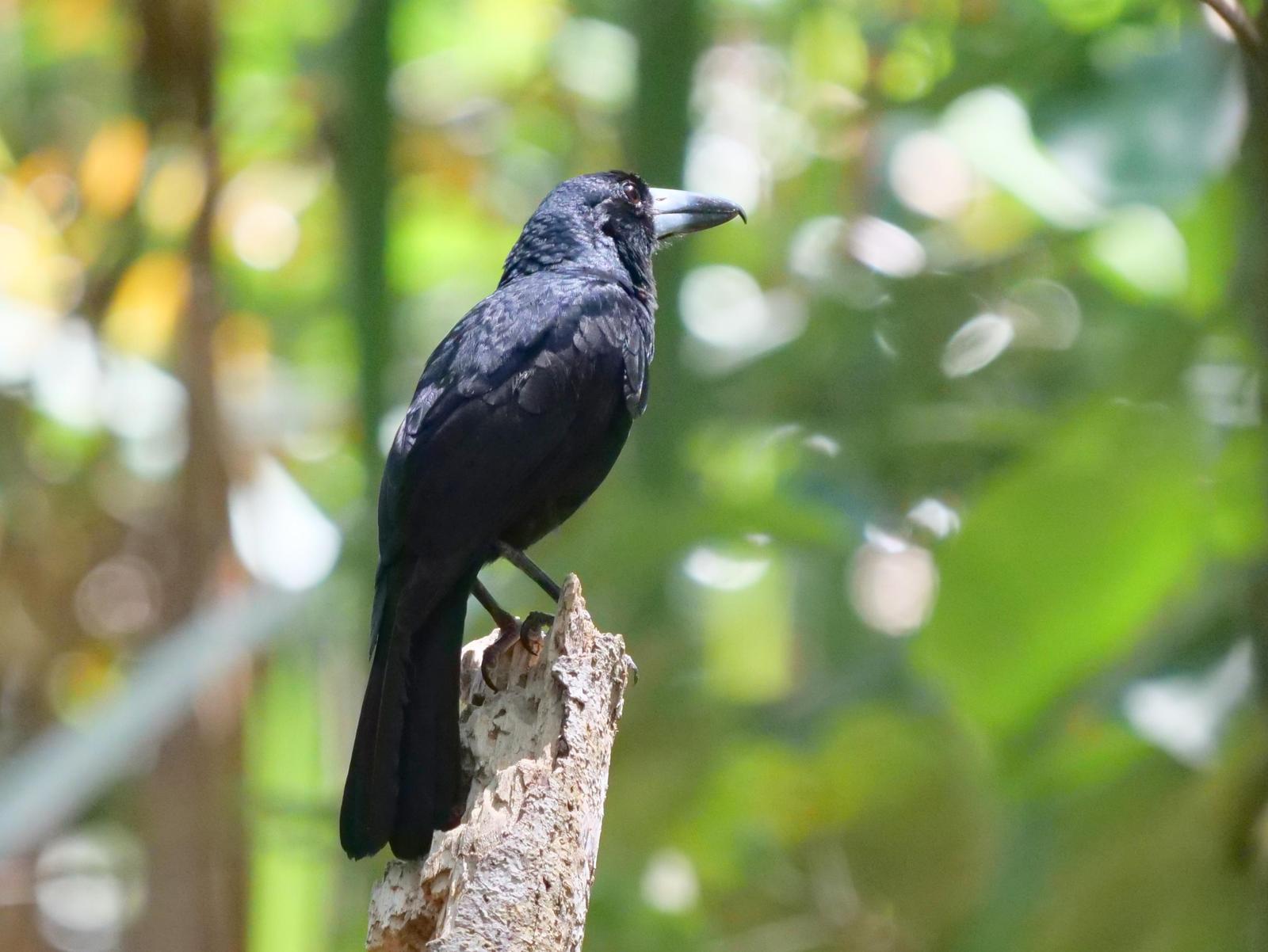Black Butcherbird Photo by Peter Lowe