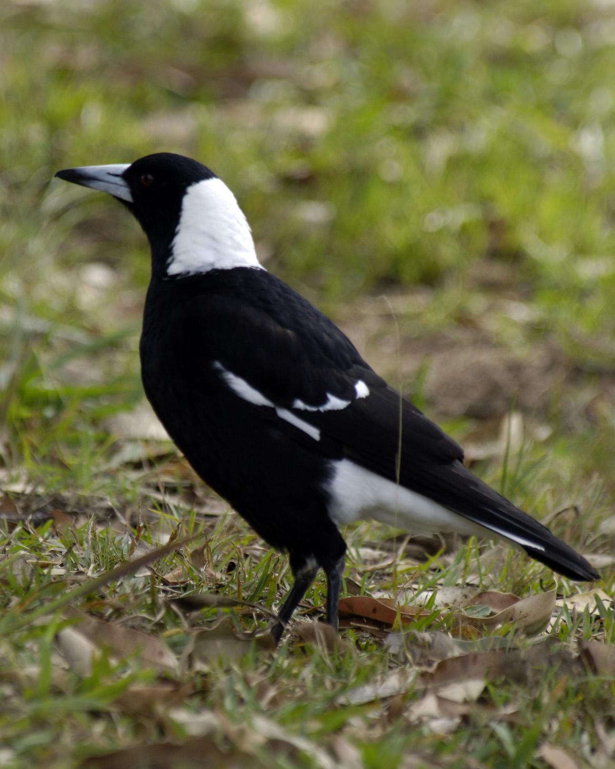 Australian Magpie Photo by Magill Weber