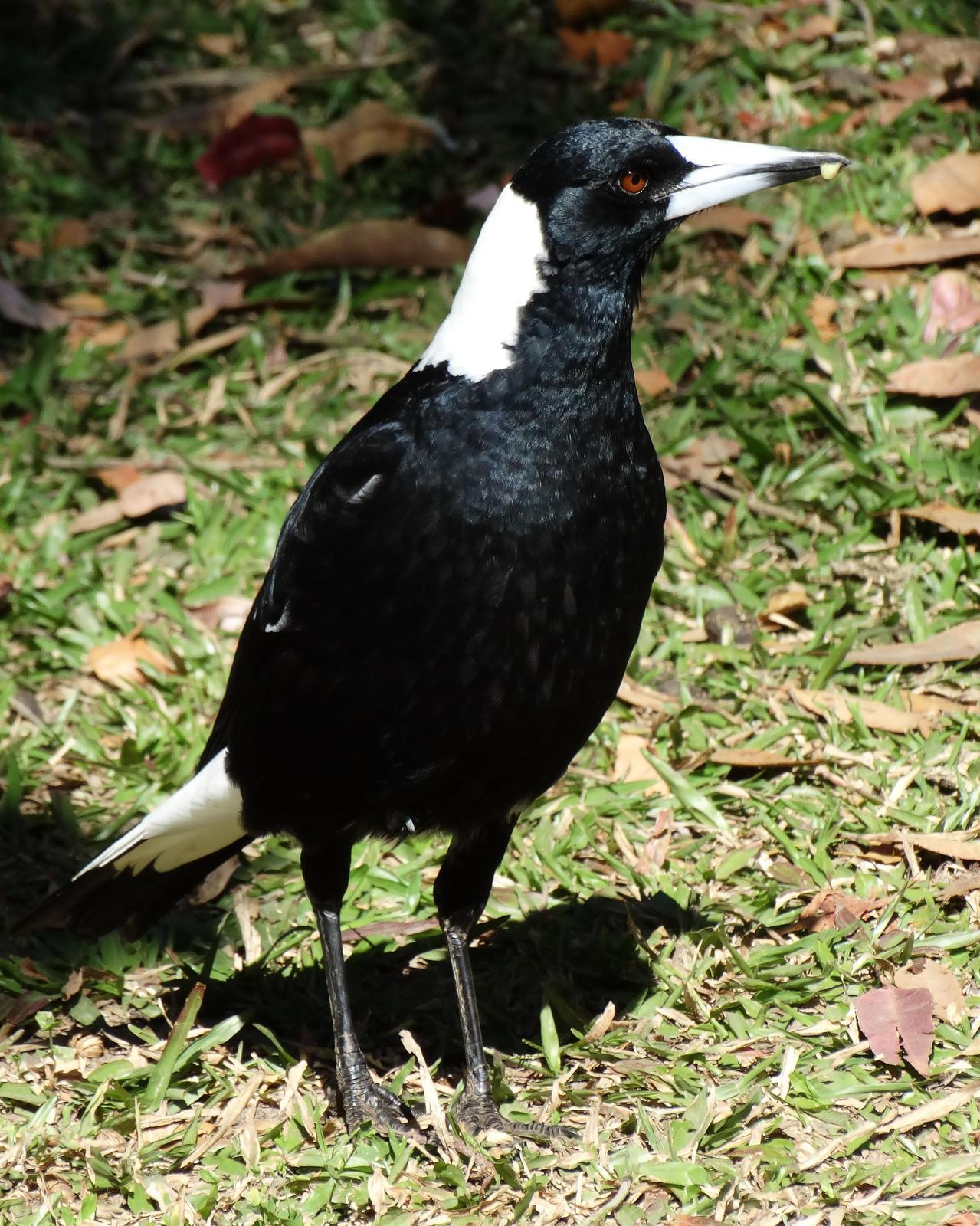 Australian Magpie Photo by Steve Percival