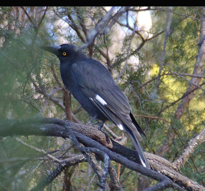 Pied Currawong Photo by Richard Lund