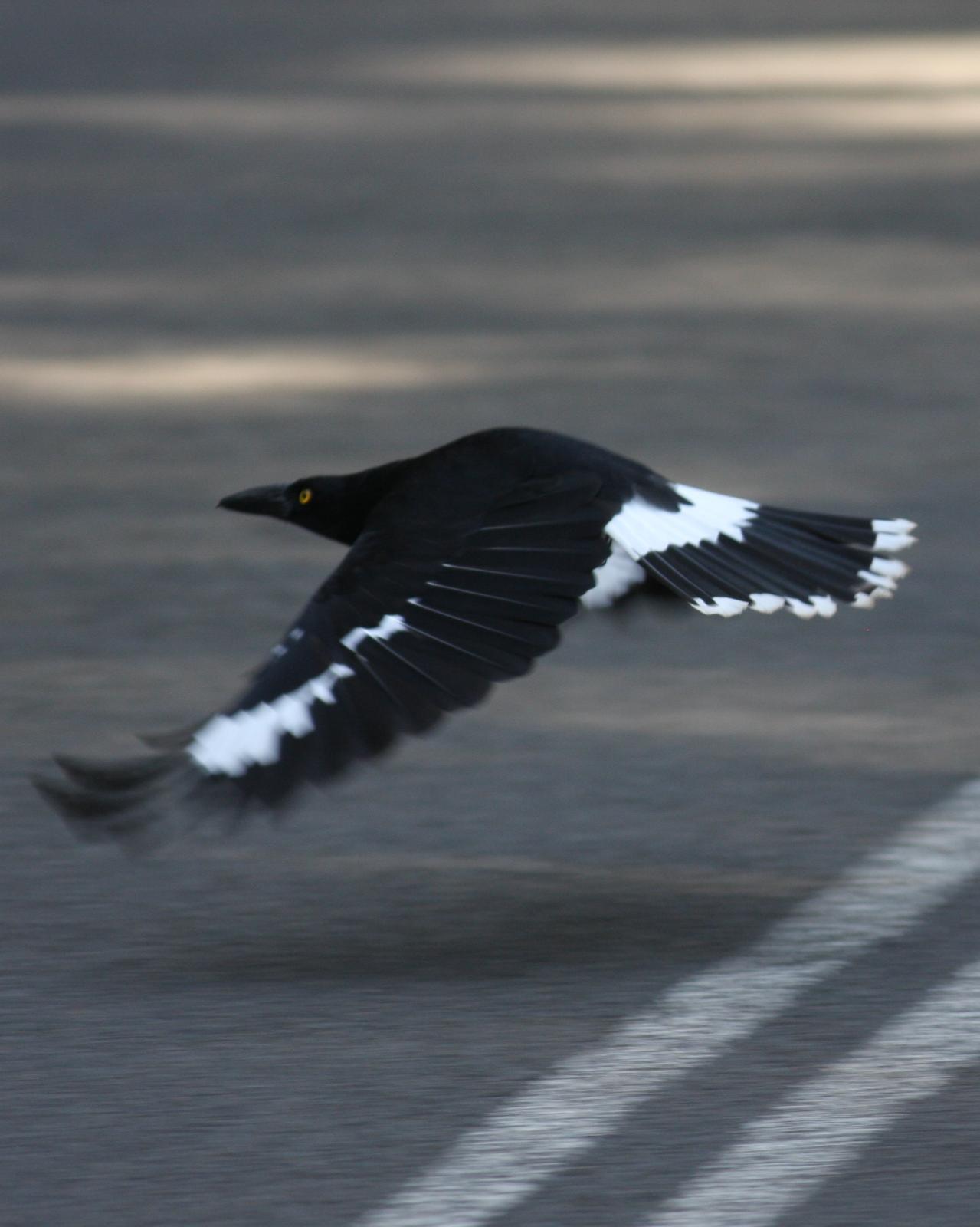 Pied Currawong Photo by Knut Hansen